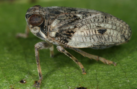 Echte Käferzikade (Issus coleoptratus) - © Gernot Kunz